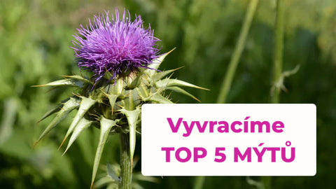 Ostropestřec mariánský - vyvracíme 5 mýtů o králi detoxu