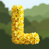 Narcisové cibule Carlton