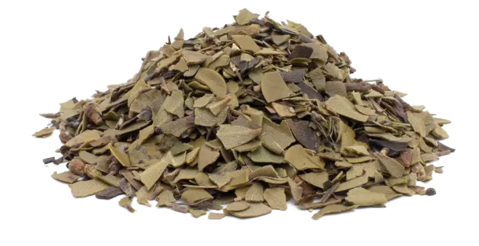 Medvědice lékářská