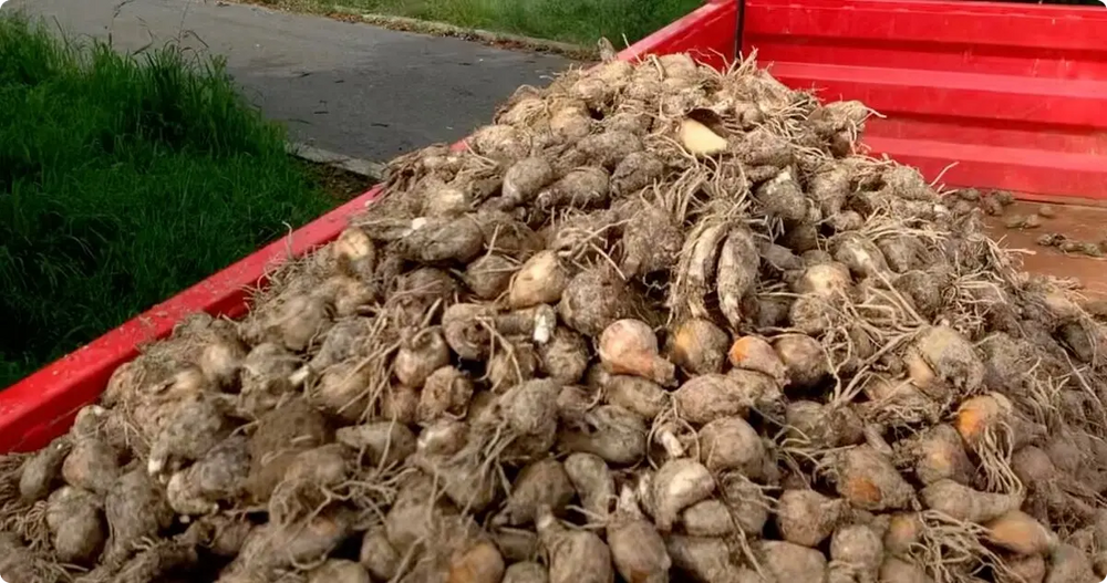 Narcisové cibule Carlton