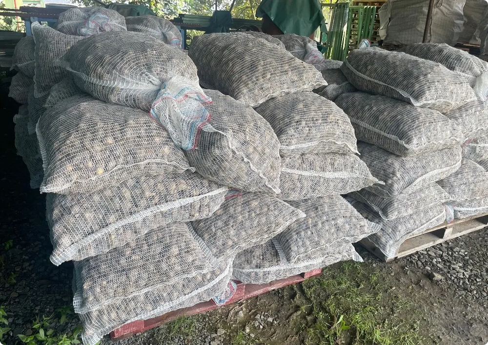 Narcisové cibule Carlton